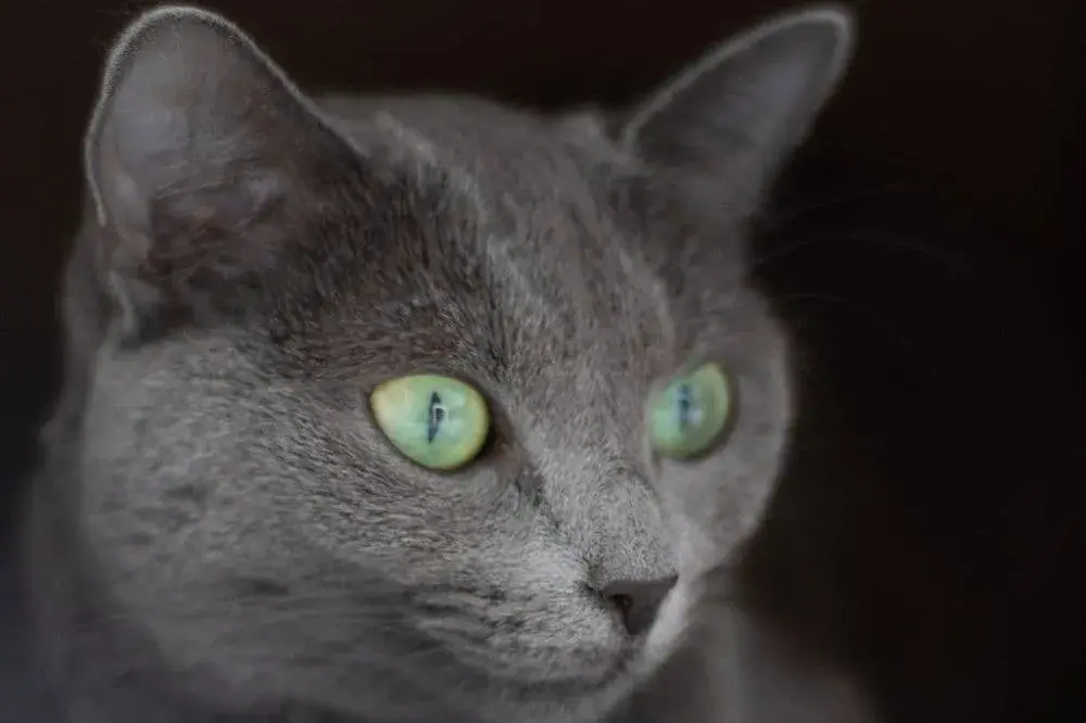Archangels cat, ruská modrá kočka