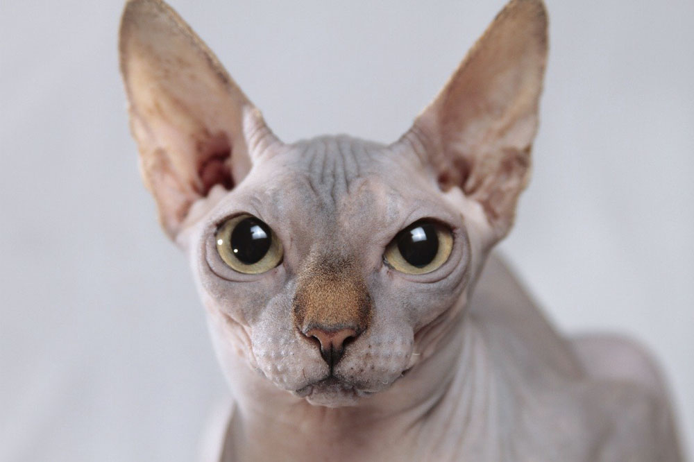 Sphynx