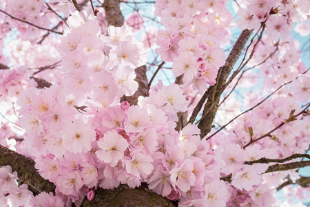 Třešeň sakura – květ
