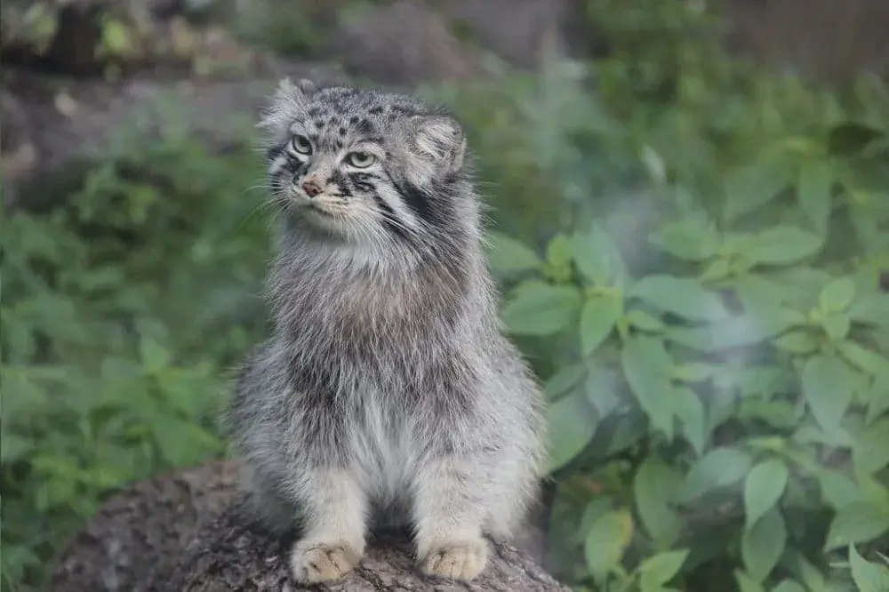 Manul, divoká kočka