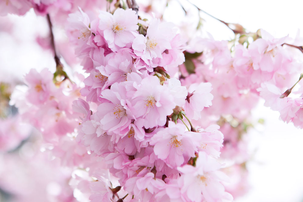Sakura - květy