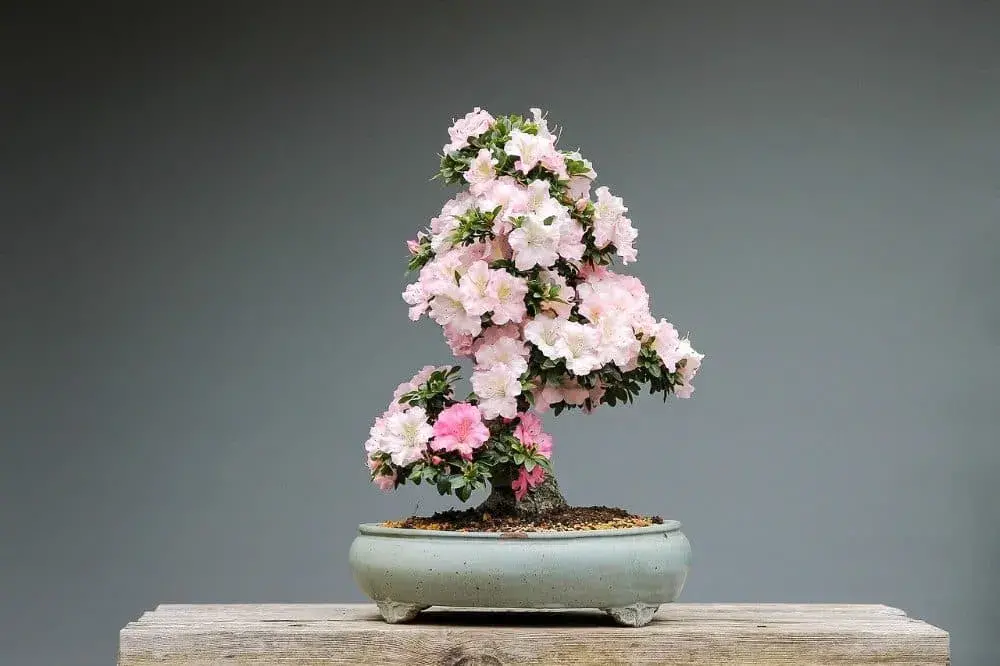 Bonsai azalka