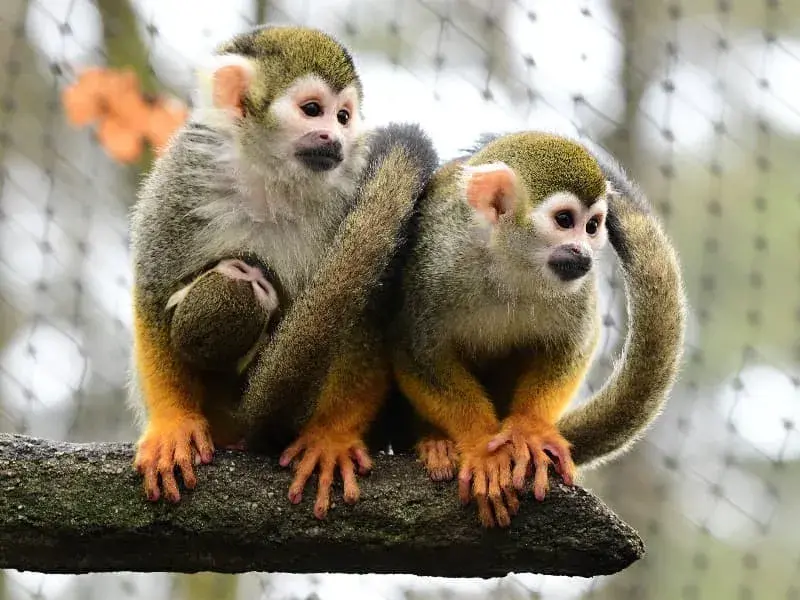 Kotul veverovitý (Saimiri sciureus) v Zoo Olomouc