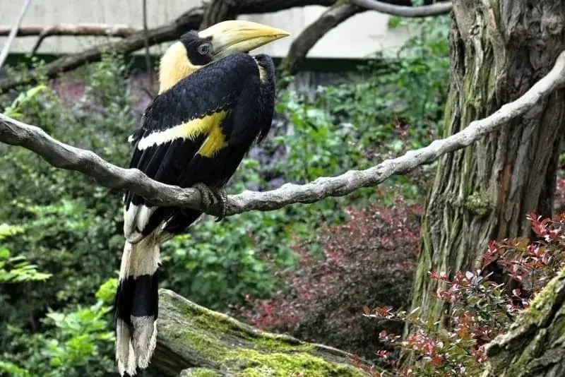 Dvojzoborožec indický, mládě (Buceros bicornis)
